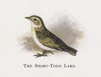 The Short-Toed Lark